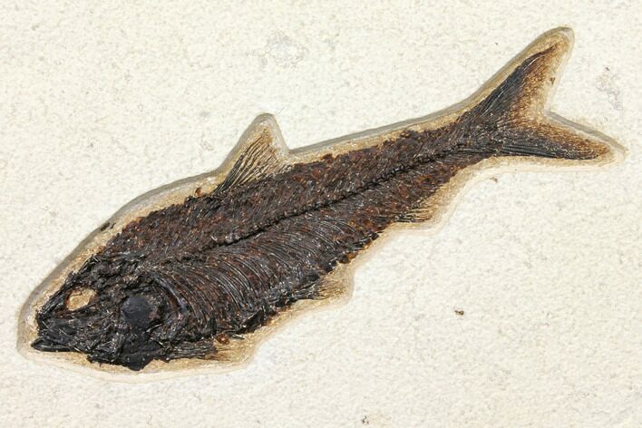 7.7" Fossil Fish (Knightia) - Green River Formation